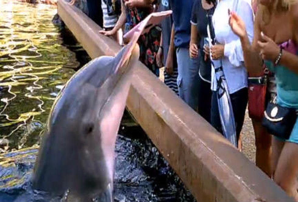 Dolphin Snatches iPad Out of Woman's Hands as She Tries to Take Picture at SeaWorld