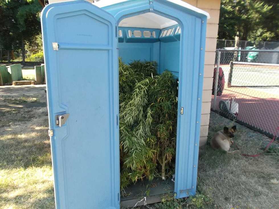 Record-Breaking Marijuana Stash Found Hidden in an Oregon Portable Potty