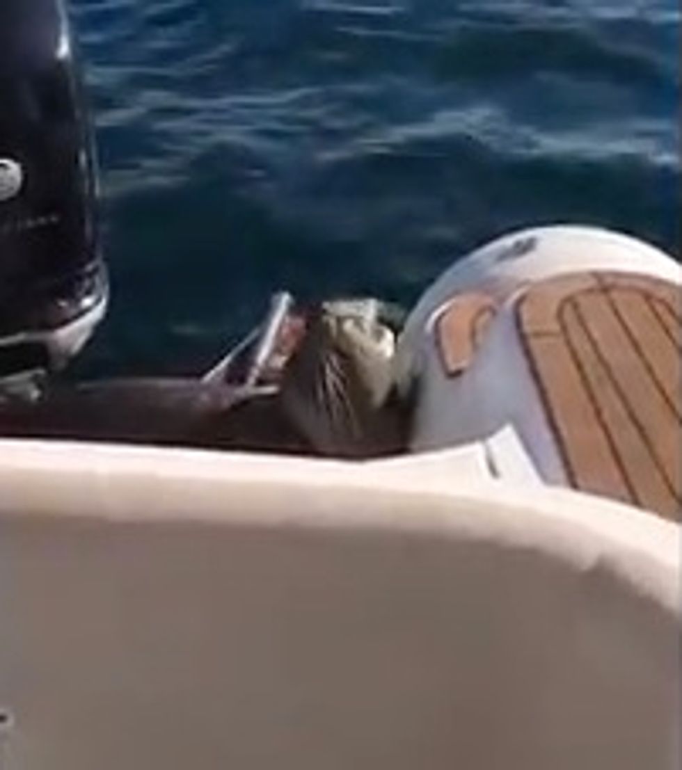 ‘Look at This!’: Seal Stuns Family on Boat Trip When He Looks to Them for Help Escaping Killer Whales