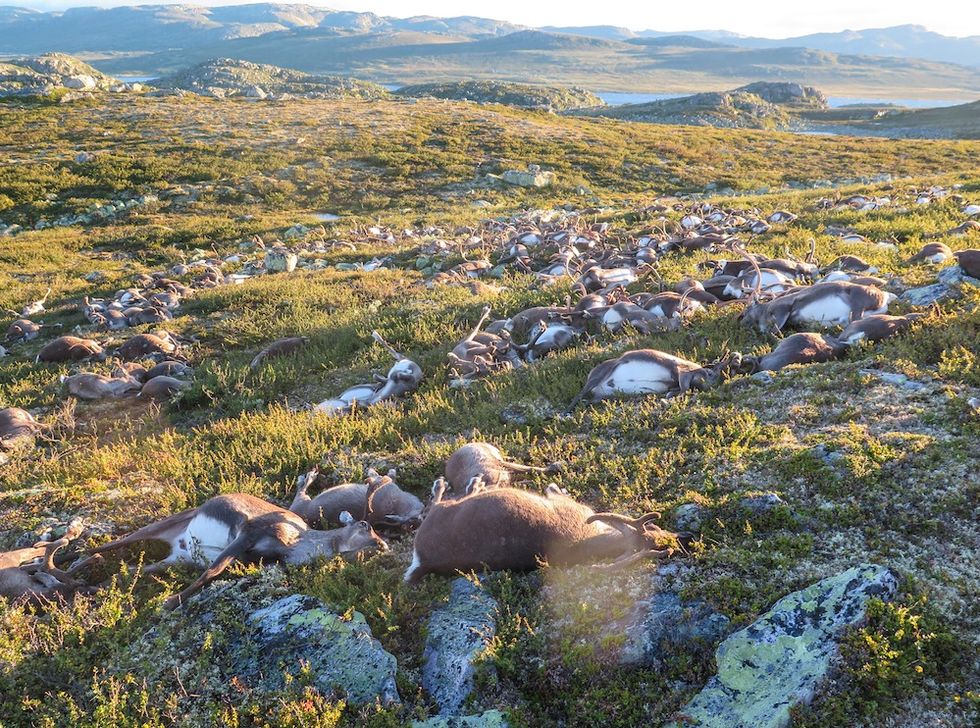 Lightning Kills More Than 300 Reindeer in Norway