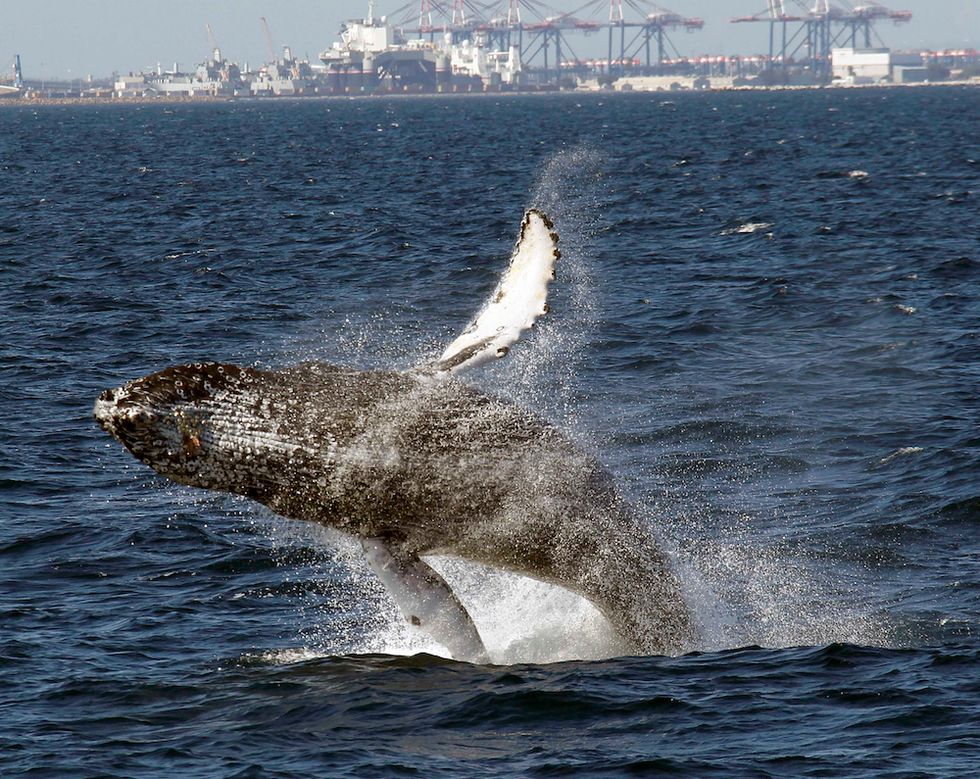 Feds Remove Humpback Whales From Endangered Species List