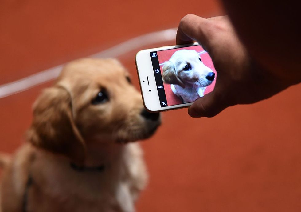 ‘Pets Are Becoming a Replacement for Children’: Millennials More Likely to Own Pets, Less Likely to Have Kids