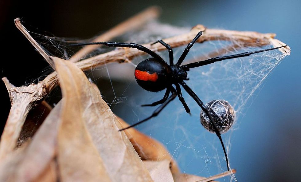 Man bitten by venomous spider for second time this year — on same body part.  Yes, it gets worse.