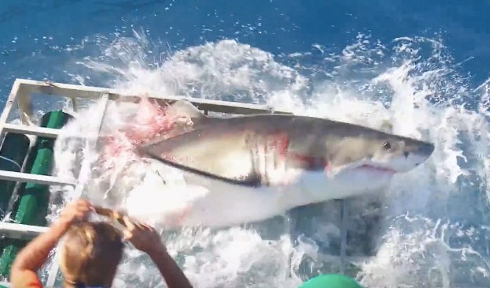 Watch: Great white shark destroys dive cage, cameraman inside survives unscathed
