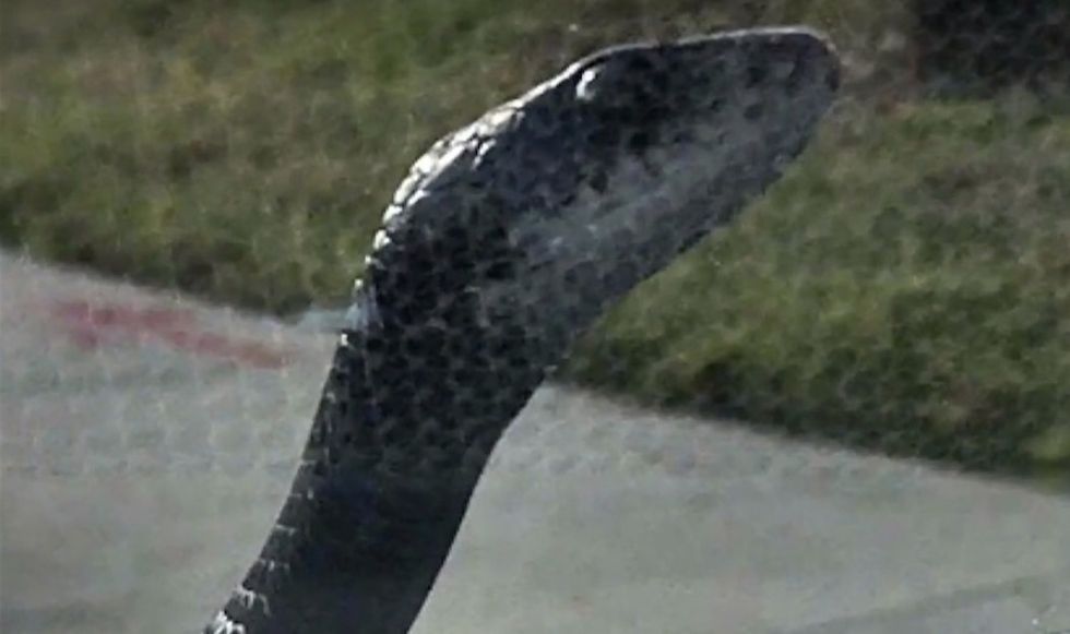 Man comes face-to-face with 6-foot snake that suddenly slithers out of hiding — but where it 'popped out' might be scarier