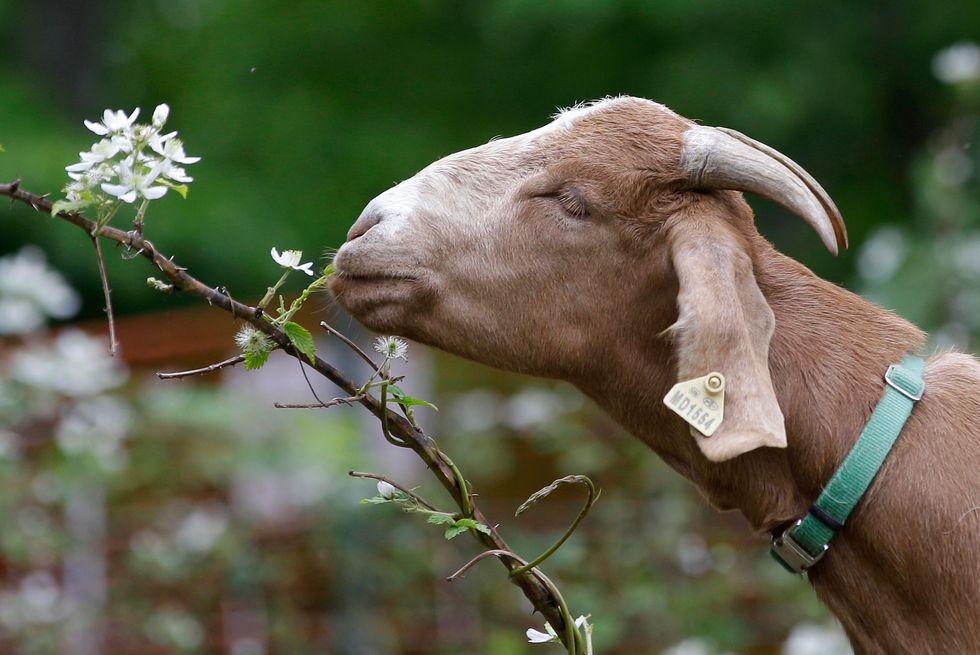 Psychic Scottish goat predicts the winner of the presidential election