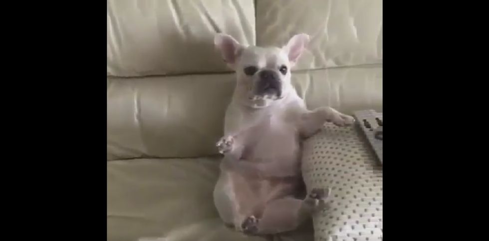Watch this dog nail the mannequin challenge