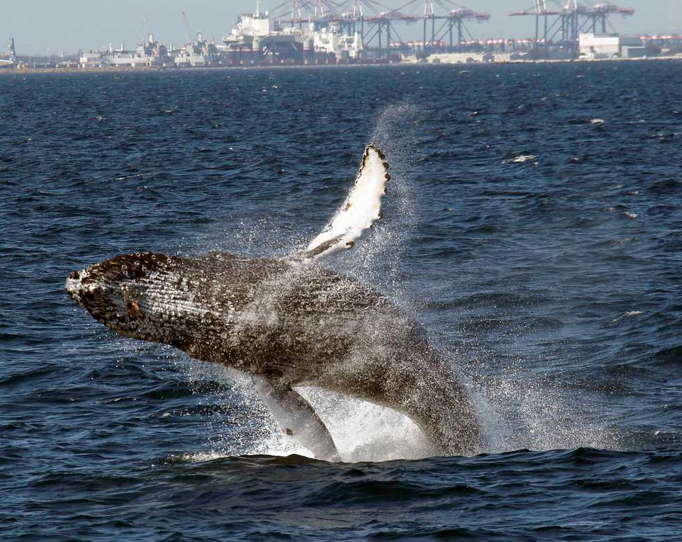 High school students build amazing 'whale snot' drone