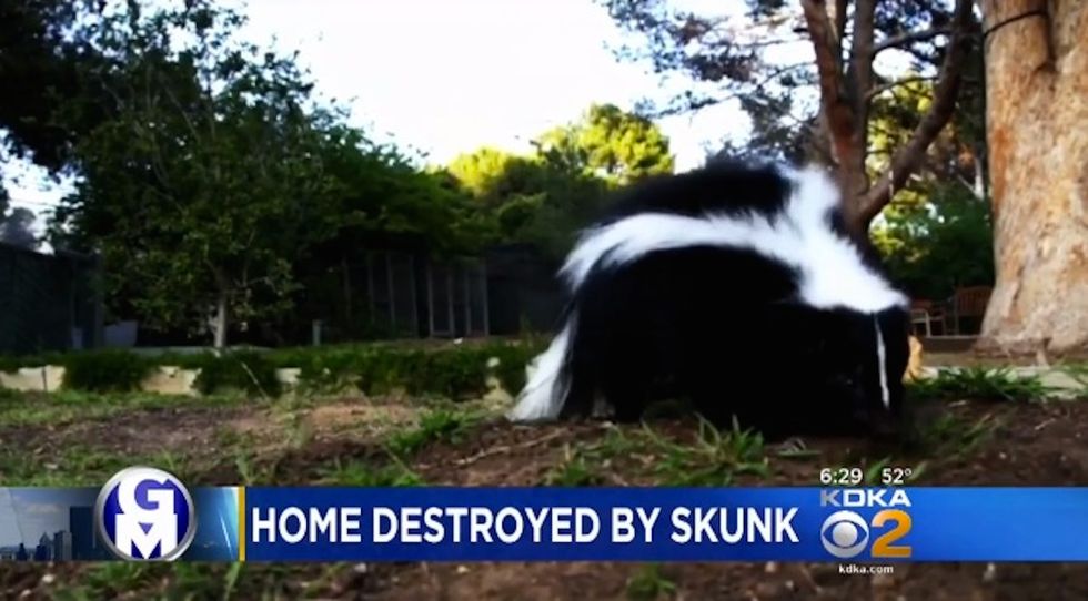Pennsylvania family battles insurance company after being forced out of their home by a skunk
