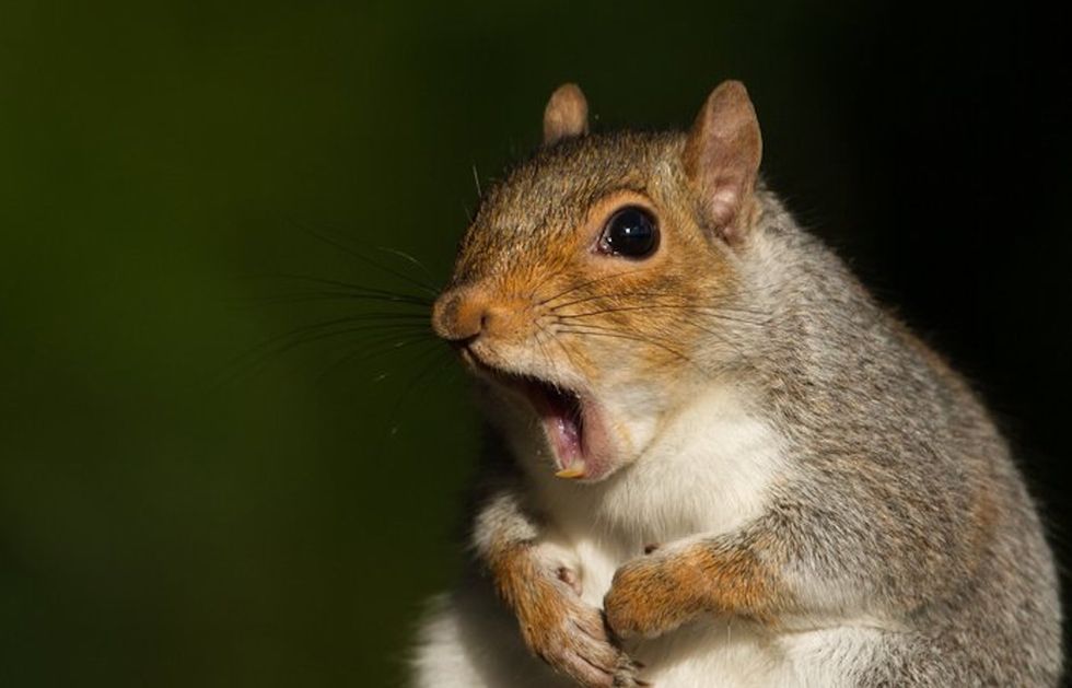 Chicago politician who spoke out against squirrels hospitalized by squirrel