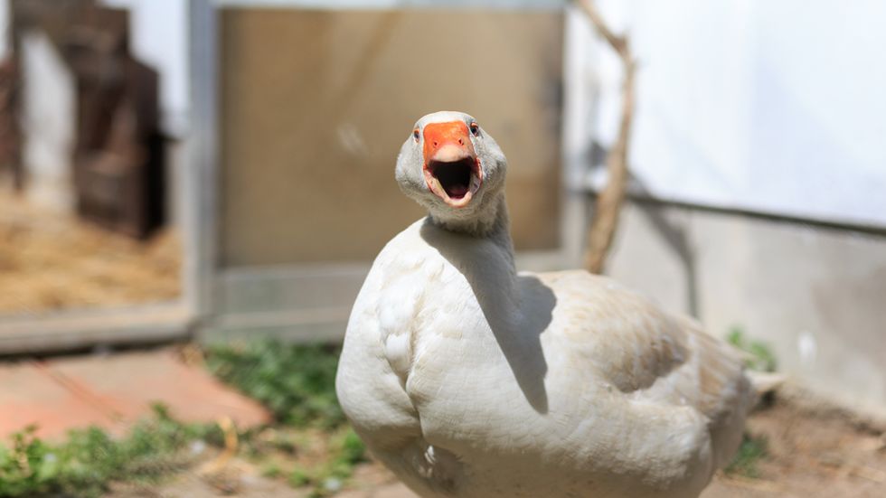 Satan's fowl' and their place in the animal kingdom