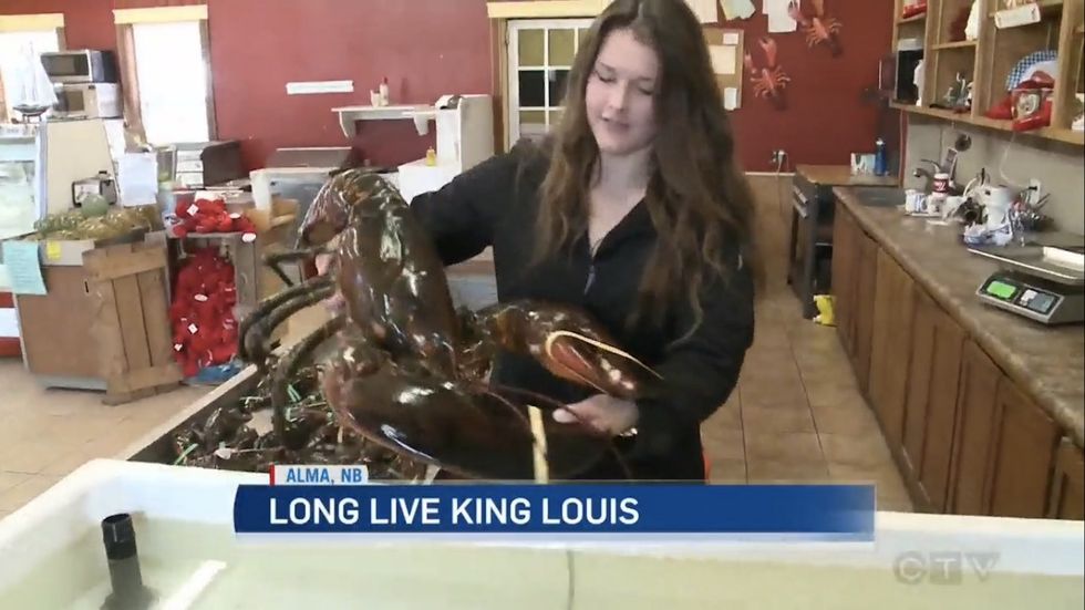 Vegan activist buys 23-pound lobster, and then does just what you would expect with it