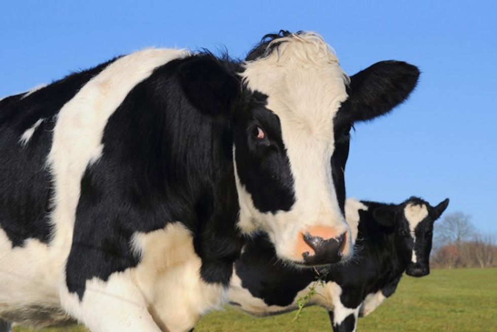 California just passed a law regulating cow farts