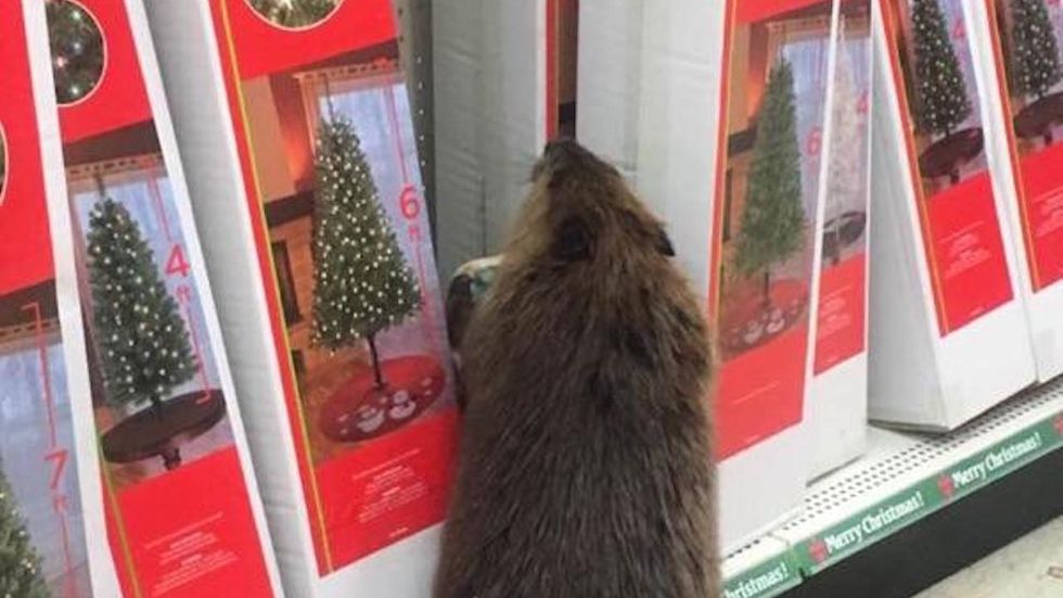 Mischievous beaver caught after wrecking store that sells fake Christmas trees
