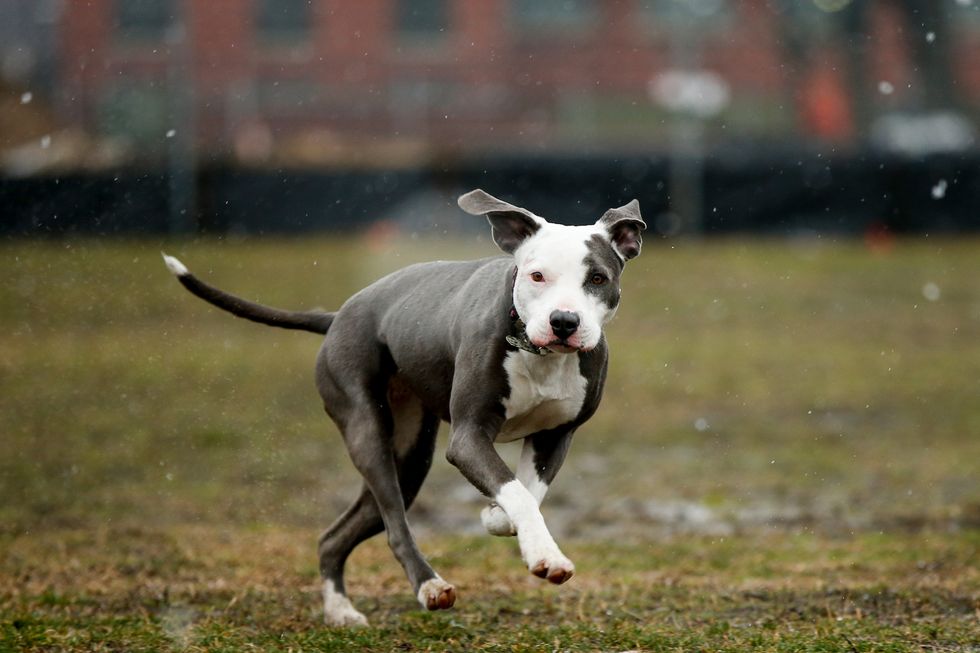Hero pit-bull pup stops rapist from attacking his owner
