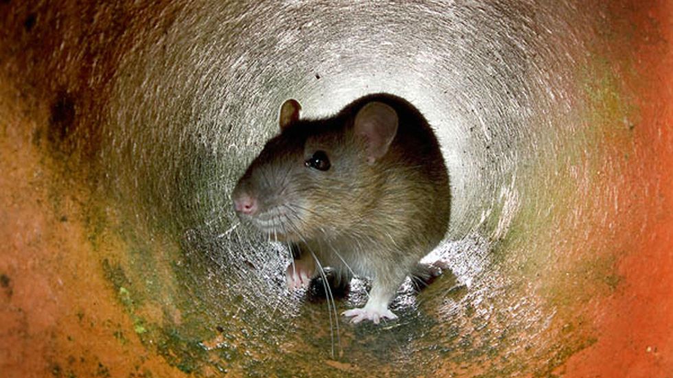 PETA claims rats deserve our protection, just like dogs and cats