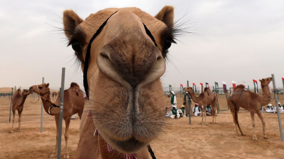 Iran has a novel solution for reducing traffic accidents: Camel license plates