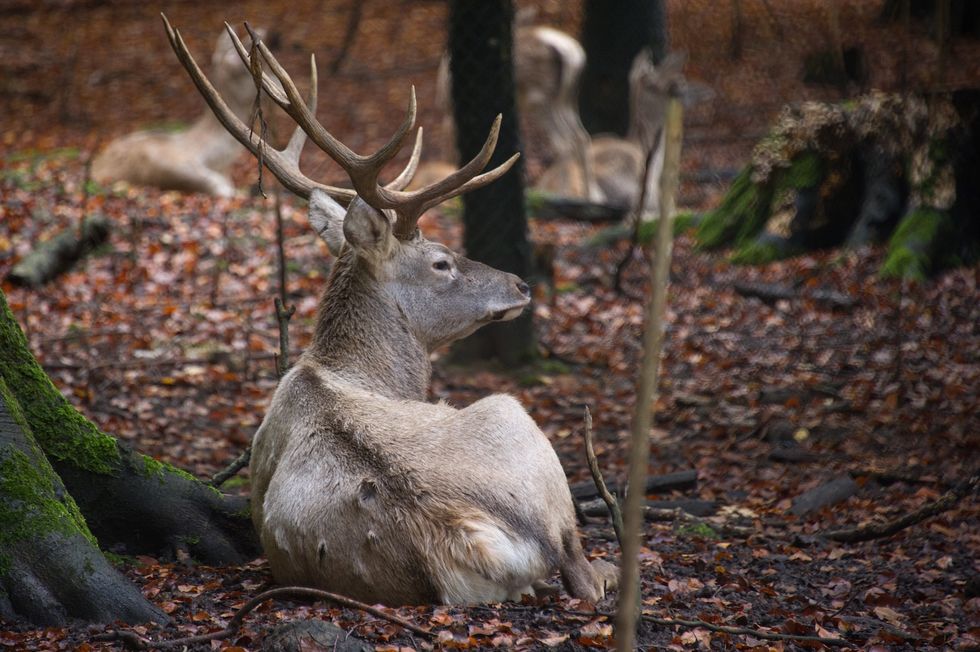 D.C. national park uses deer management program to feed the homeless