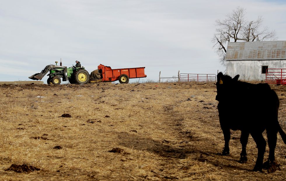 You won't believe what this girl from New Zealand trained a COW to do