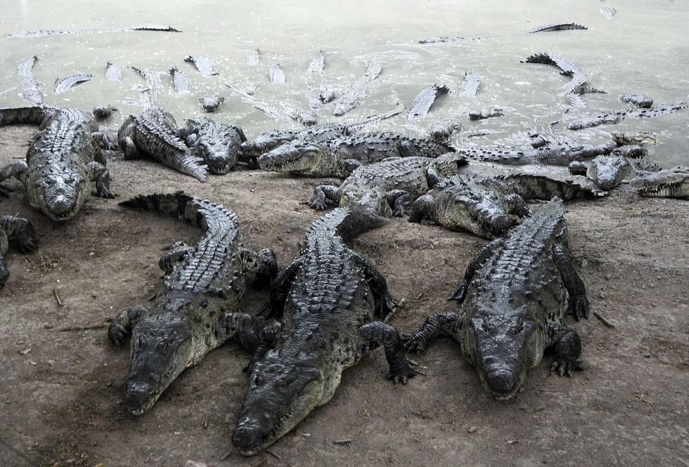 Woman learns the hard way why you don't try to take a selfie with a crocodile