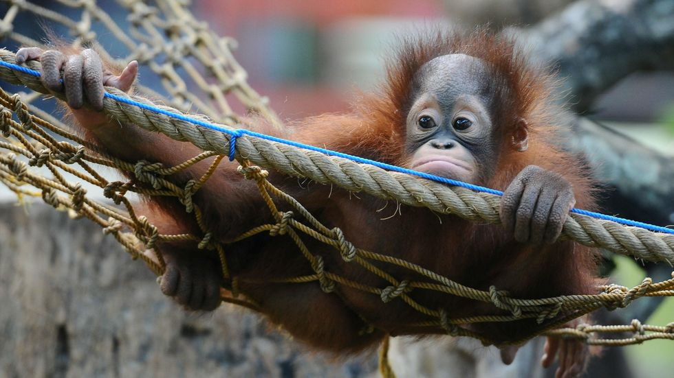 Cameron Park Zoo staff prepares to welcome baby orangutan