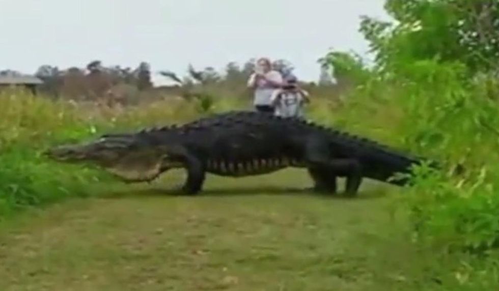 Gigantic alligator nicknamed 'Hunchback' plods upon Florida nature reserve as cameras roll