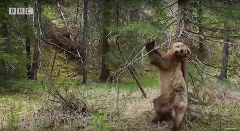 BBC’s 'Planet Earth 2' goes viral again with this amazing footage of bears in the wild