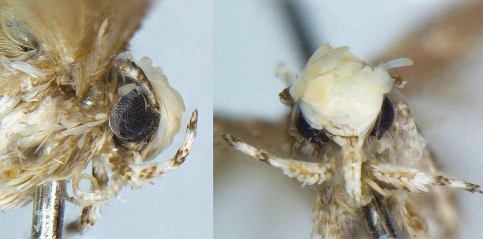 Biologist who discovers blonde moth with tiny genitals names new species after Donald Trump