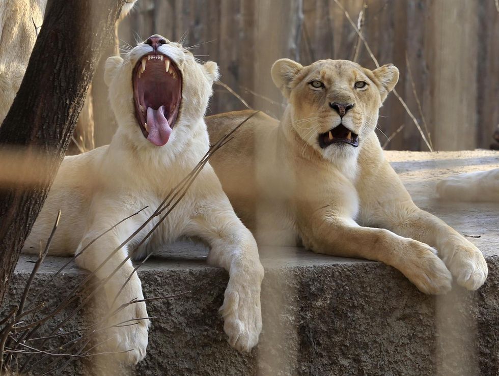 America’s zoos are doing a ‘cute animal tweetoff,’ and it’s amazing
