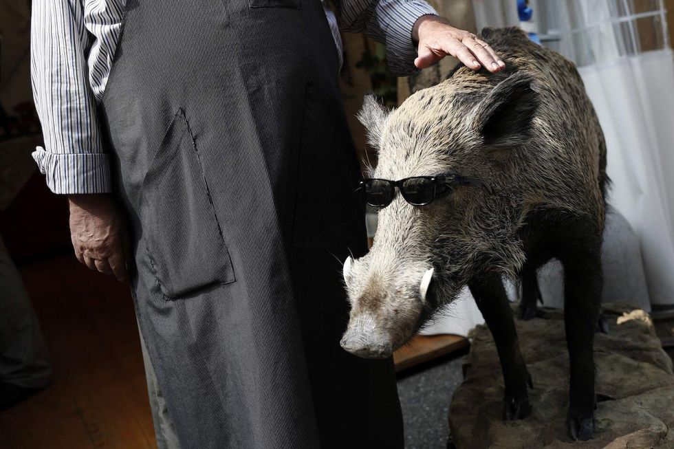 America's bacon reserves are running low says pork council