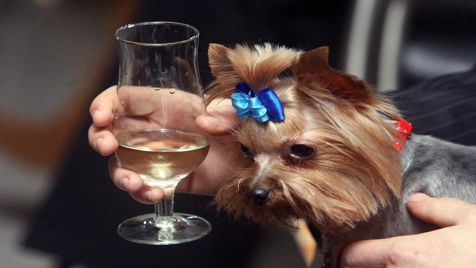 Wine is now served as a new healthy treat for your cats and dogs