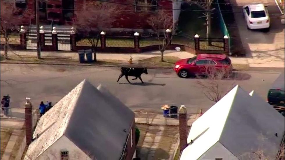 Watch: Freewheeling cow runs through Queens after escaping slaughterhouse
