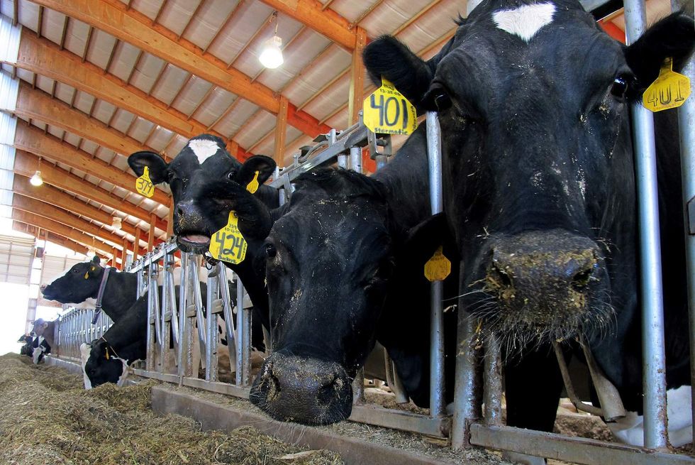 Regulation madness: Wisconsin cracks down on nefarious ‘illegal butter\