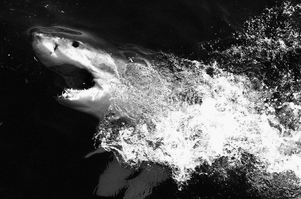 Watch: Drone footage shows shark sneaking up on unwary surfers