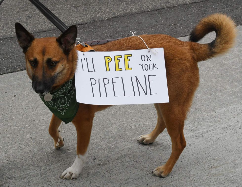 Volunteers move to rescue dogs abandoned by Dakota Access Pipeline protestors