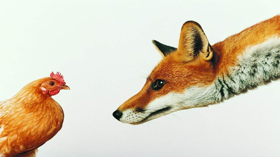 Here's the story of a pregnant pig and a chicken that didn't want to go down without a fight