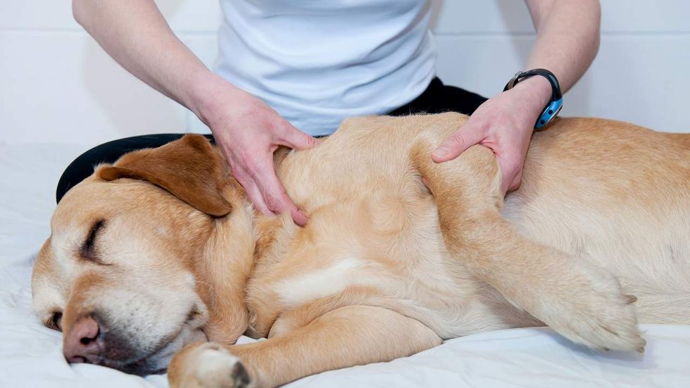 Glenn Beck announces good news for animal masseuses and boxing announcers in Washington state