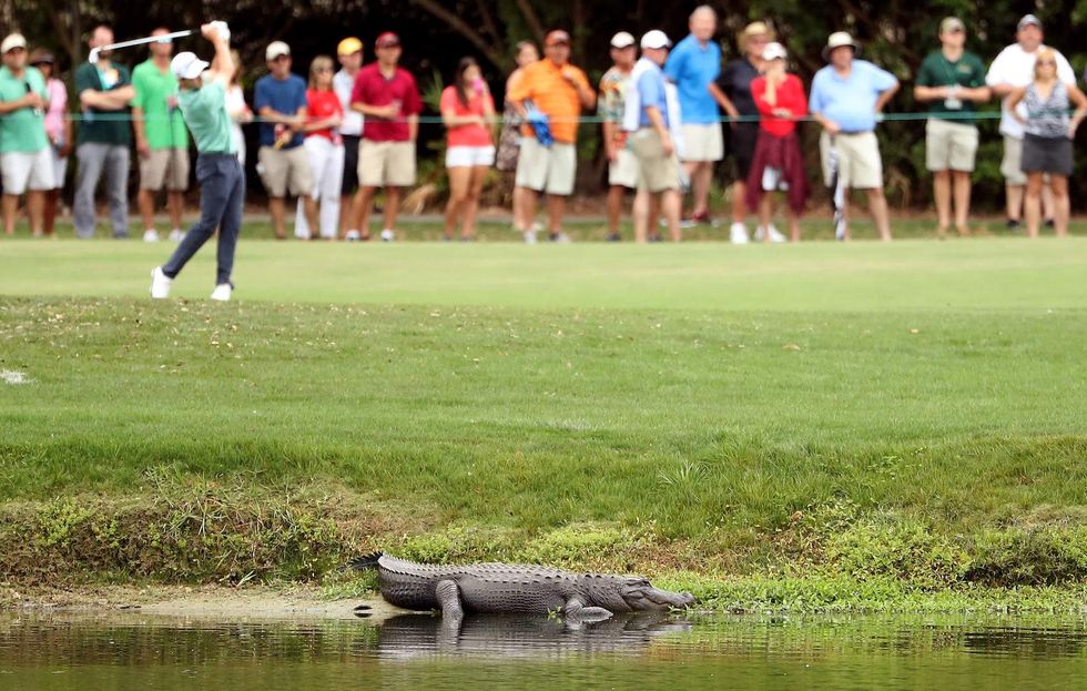 PGA Tour golfer caught on video casually slapping an alligator off the putting green