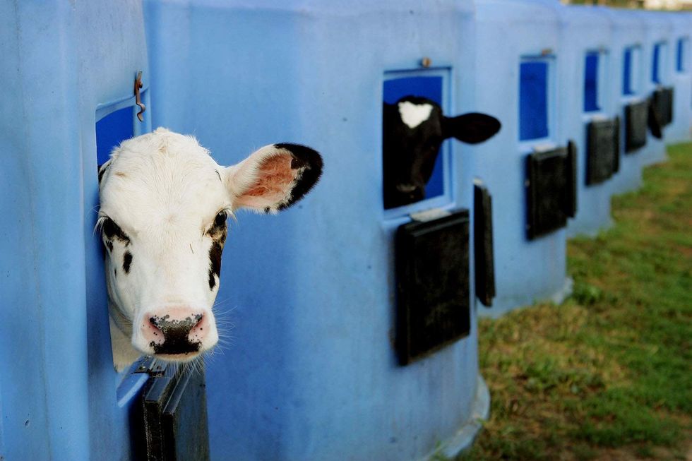 Regulation madness update: Wisconsin group sues to bring back 'illegal' Irish butter
