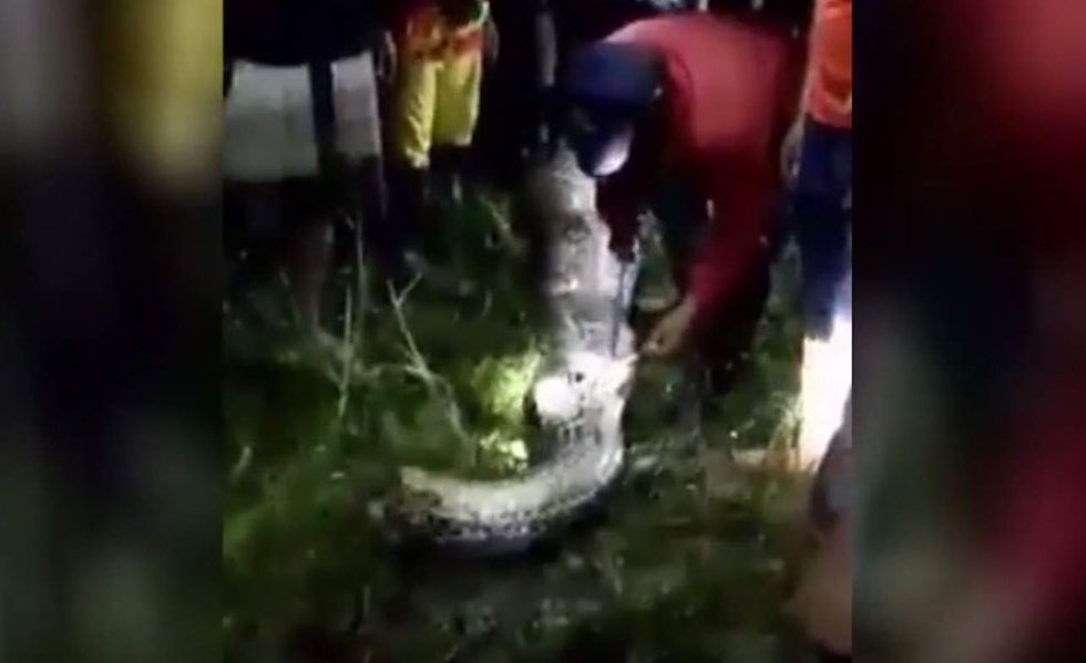Python swallows man whole; video shows body inside cut-open snake