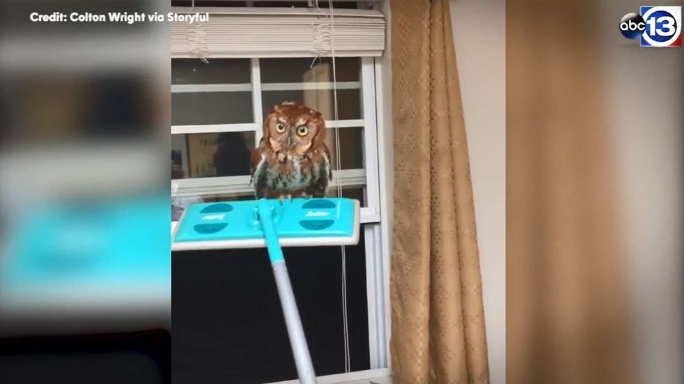 Watch: Man hilariously fights owl home invader — two creatures enter, but only one can win