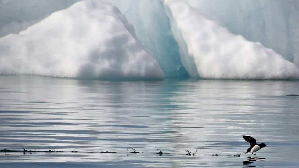 Global warming fail: Study finds melting sea ice is actually helping Arctic animals