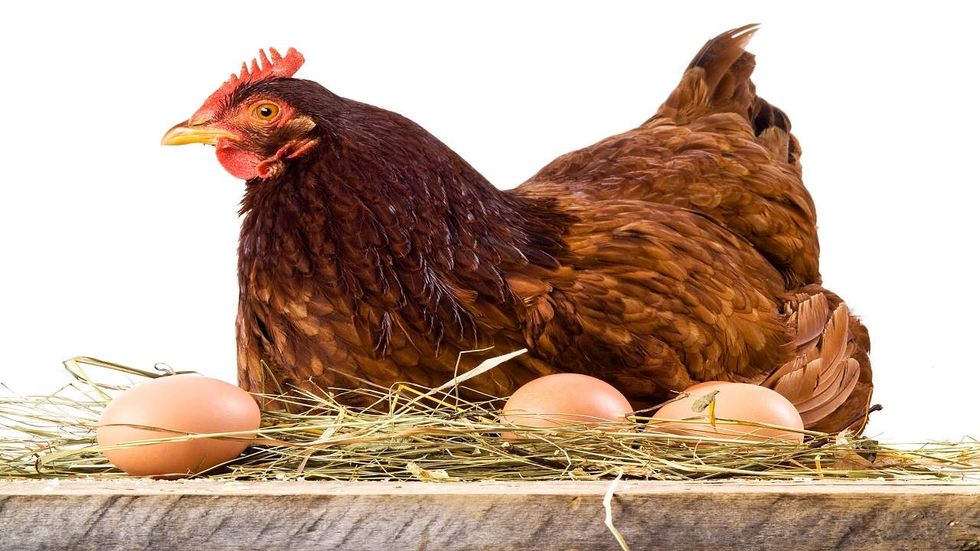 Keep a clean coop for happy chickens