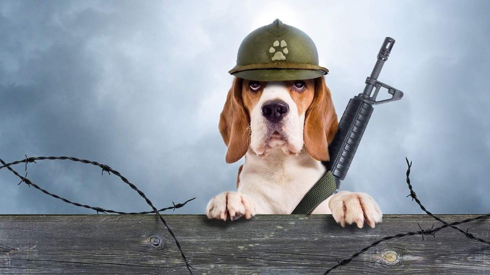 Author shares story of America’s abandoned war dogs