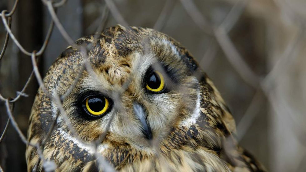 Nature TV host believes birds will not be able to fly over Mexican border wall