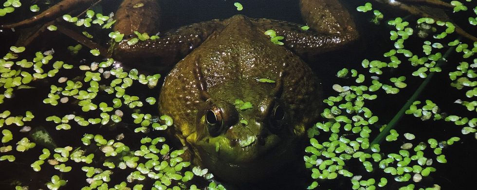 Fighting the flu? Lick two frogs and call me in the morning; natural cure shows promise