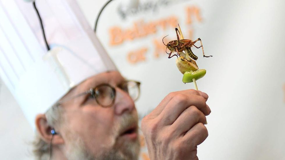 Climate change madness: Alarmists want you to eat insects to stop global warming