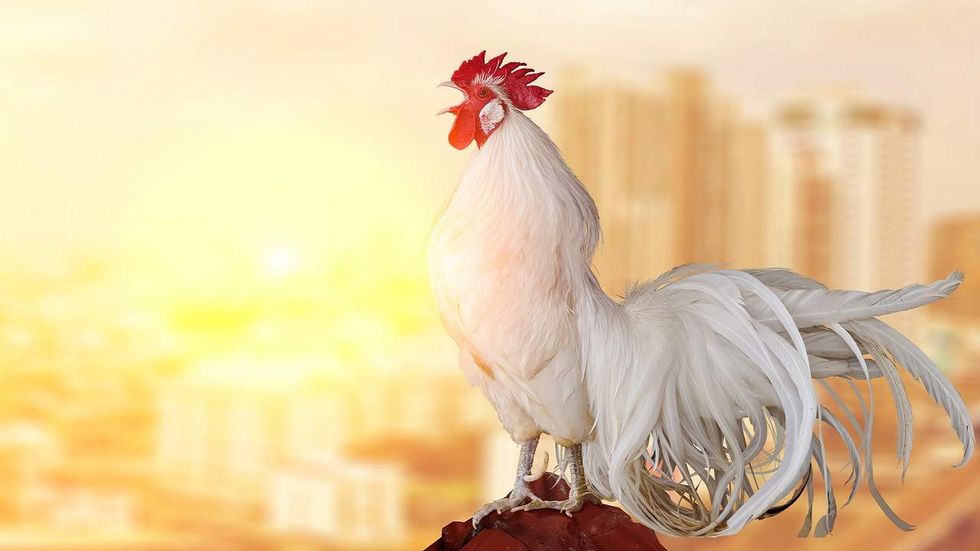 Hens happy to say goodbye to roosters