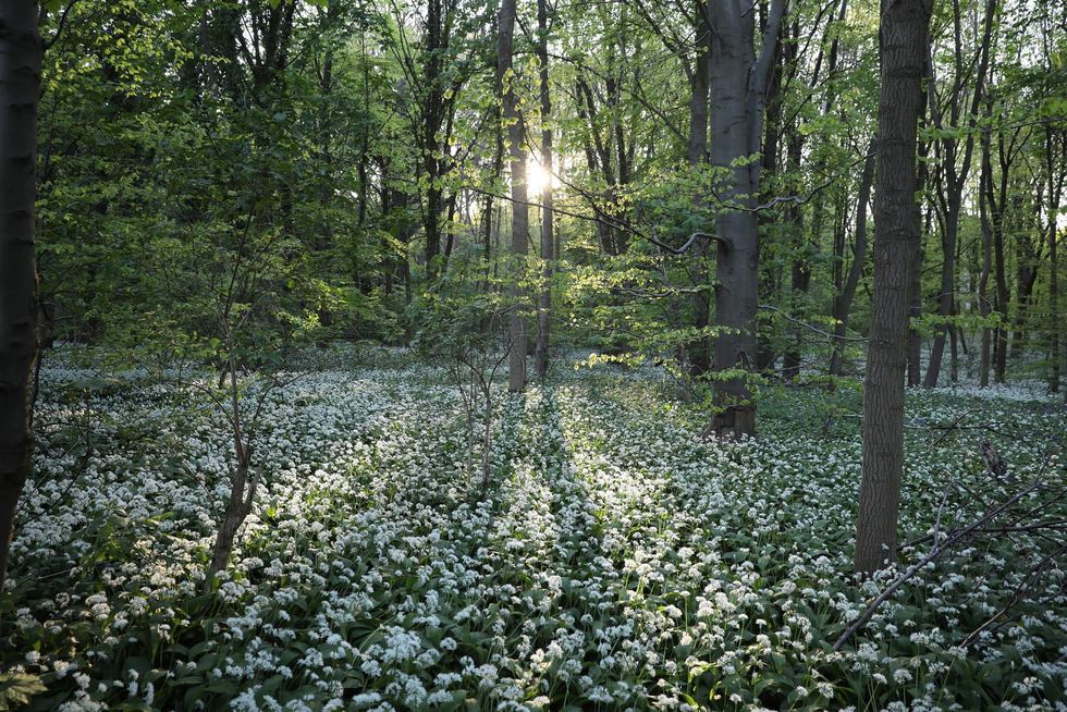 Scientists make surprise discovery of massive new forests around the world