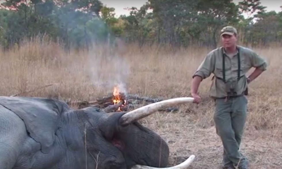 Glad you're dead': Twitter has little sympathy for trophy hunter crushed to death by shot elephant